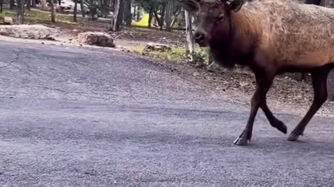 Elk Big Boy