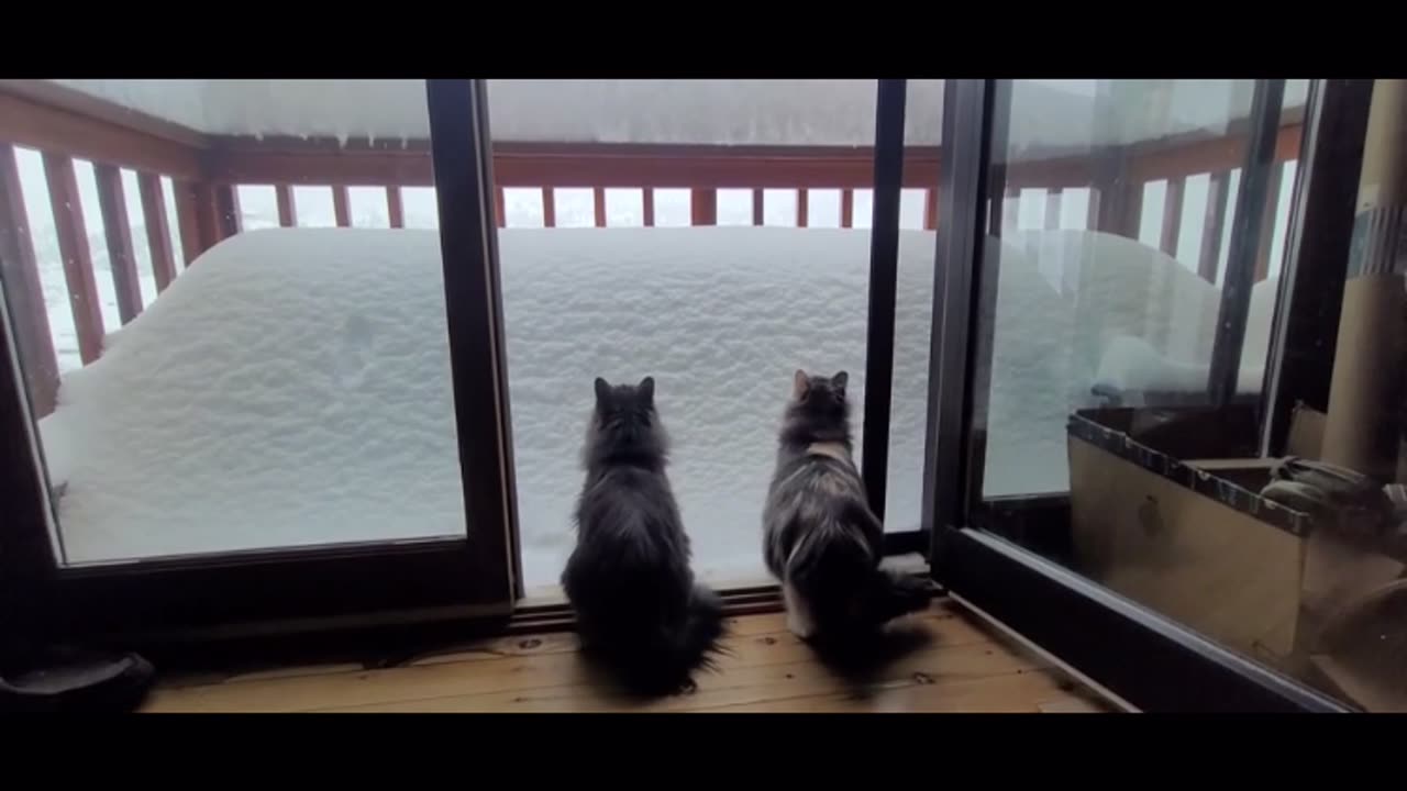 Cat Attempts Snow Pile Jump