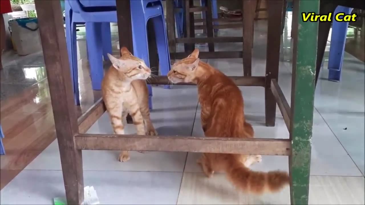 Cat fight vidio very funny vidio 🤣