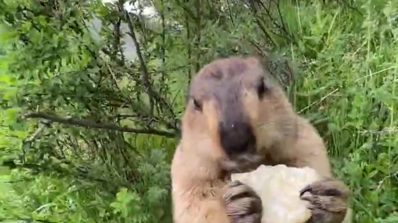 Prairie dog is cute bobak marmot wild animals capybara