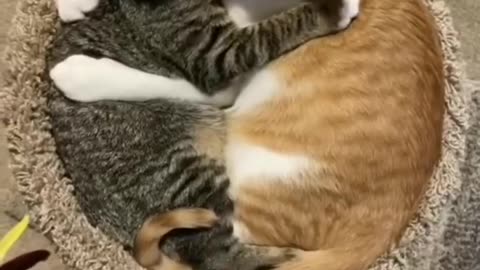 Y all... My cats are so in love😅😍