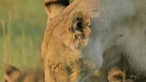 Lion videos