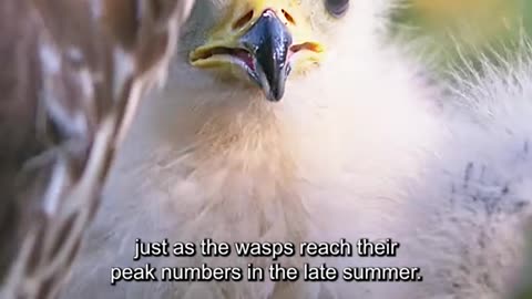 Animal world amazing 103