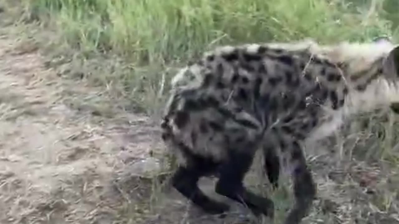 Hyena cubs adorably bite vehicle tires