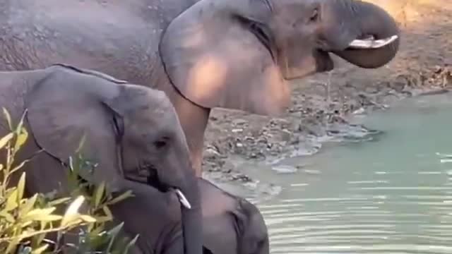 This little elephant is still learning how to