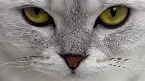 Cats and dogs funny video