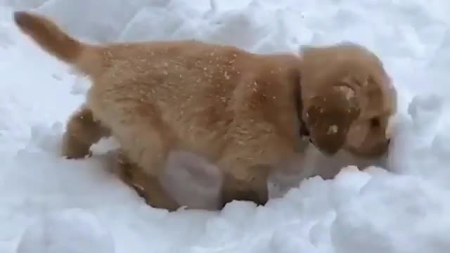 A dog that loves to play with snow