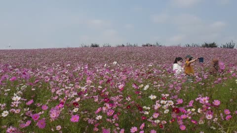 Autumn scenery in South Korea Cosmos Flower Festival