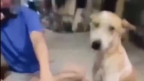 videos funny لا pets video funny لا pets funny videos shide
