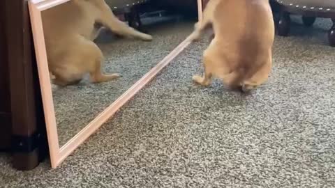 Pug Loses Her Mind Over Reflection