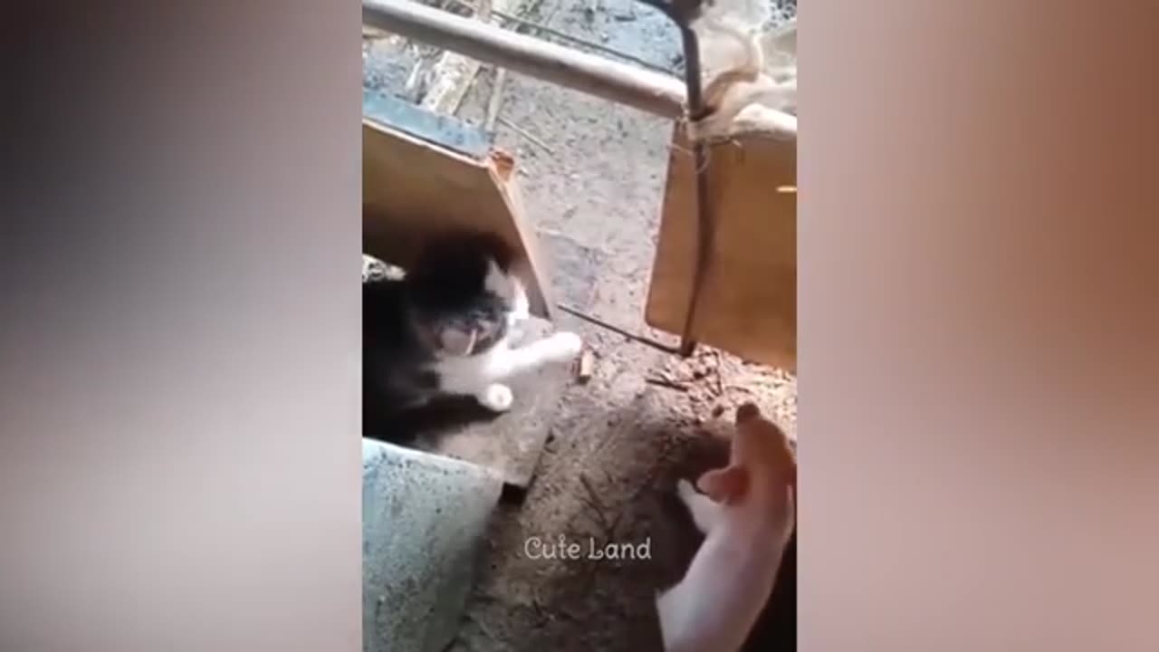 Cat funny video