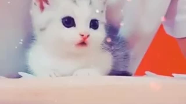 Cute cat 🐱