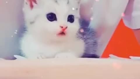 Cute cat 🐱