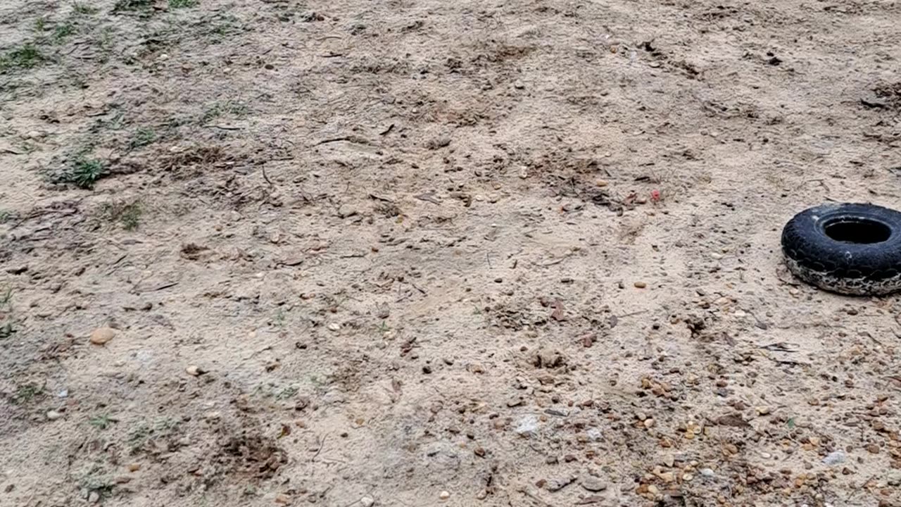 Tasmanian Gladiators in Training