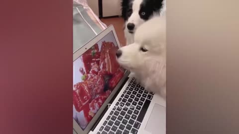 Animal's funny video