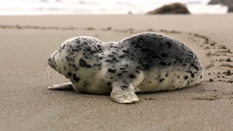 Beautiful seal