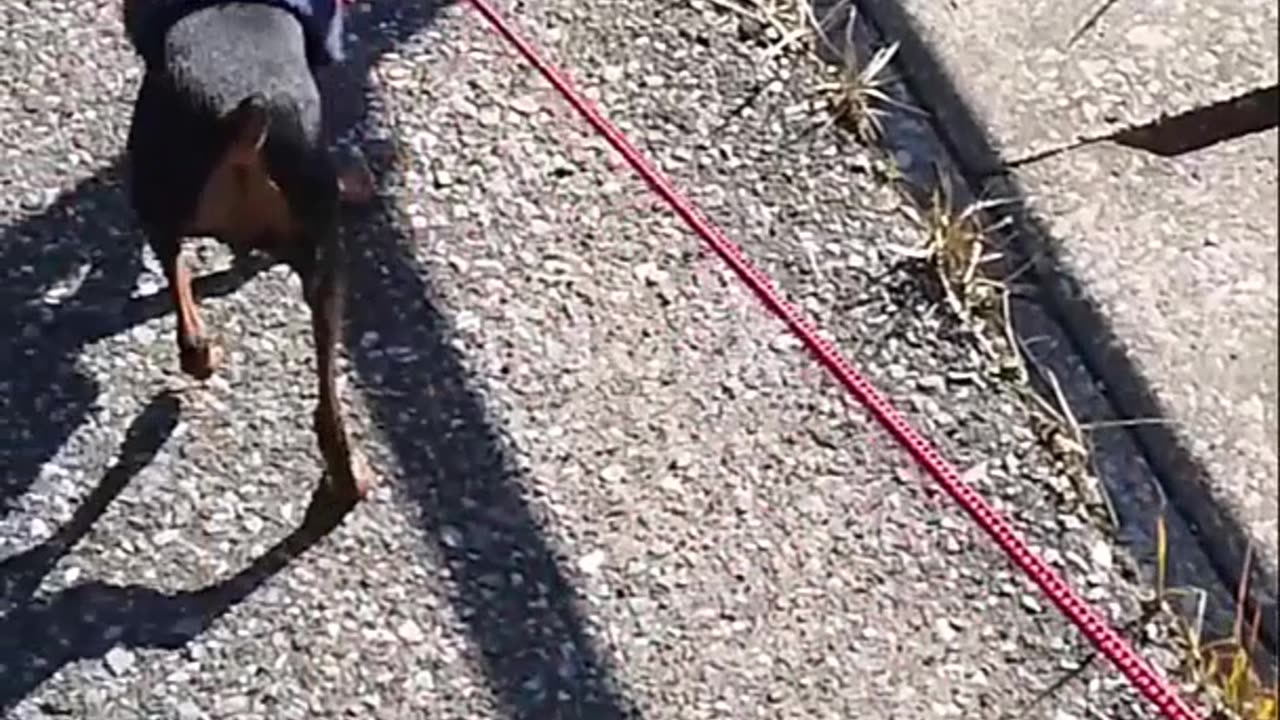 It OK to Let Your Puppy Pull on Leash