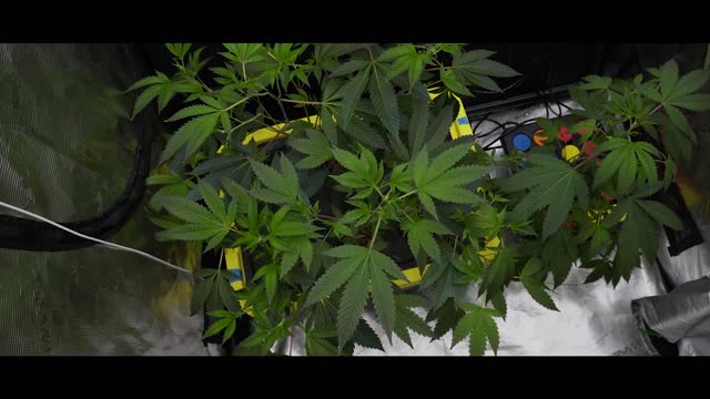 How to Grow RDWC First Month of Growth Clone to harvest