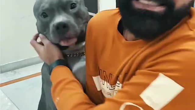 Dogs, funny animals commed,dofa fun,dog comedy scenes 🤣