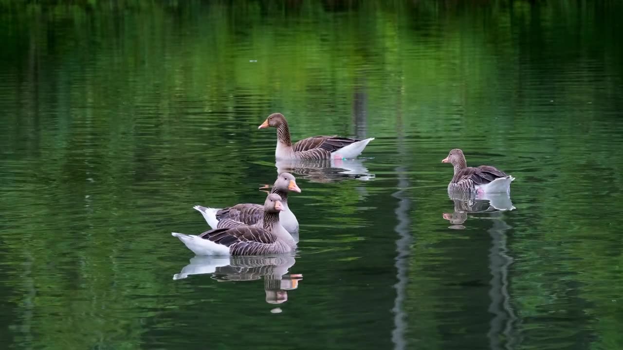 ANIMAL SHOW-GEESE GREYLAG GEESE LAKE