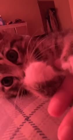 Cute sweet kitten resting playful mood