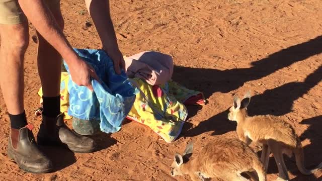 Baby Kangaroos Swaddled for a Nap