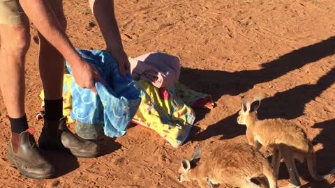 Baby Kangaroos Swaddled for a Nap