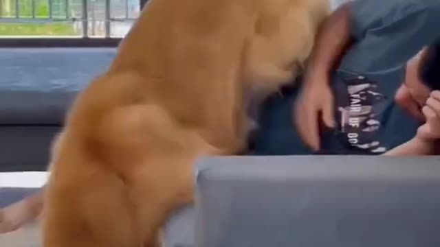 Funny dog video