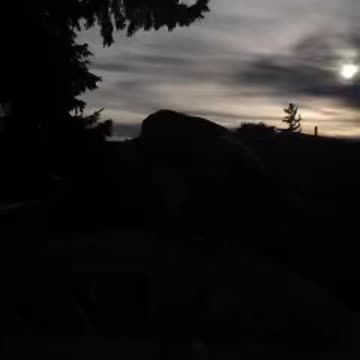 Magpies get up early. backdoor camera