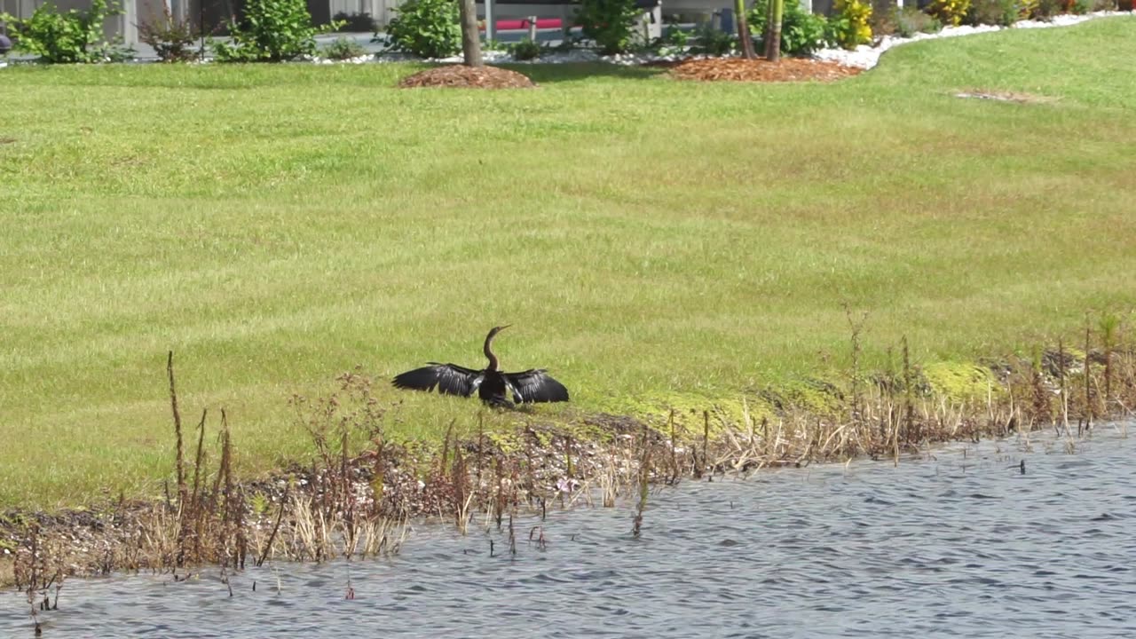 Lake Greer Birds: 8-26 to 9-1-2024