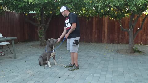 BASIC DOG OBEDIENCE TRAINING- SIT STAY AND DOWN