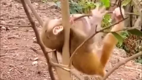 Stupid posted this video backwards