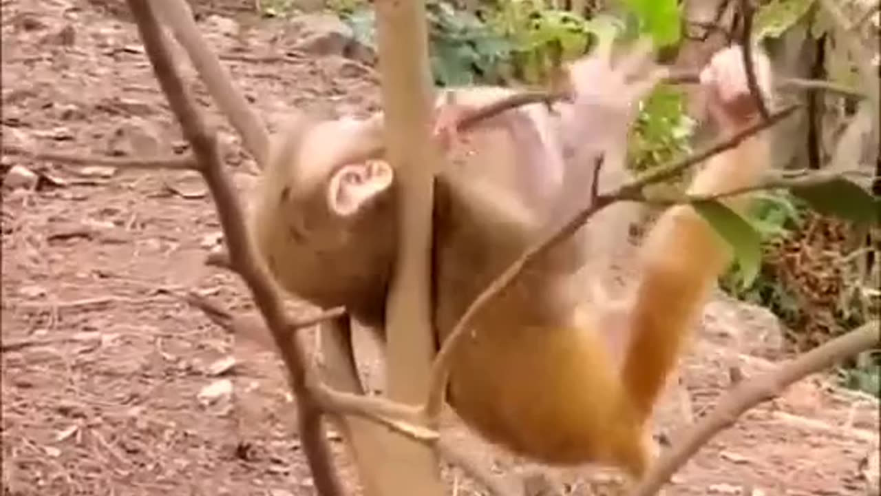 Stupid posted this video backwards