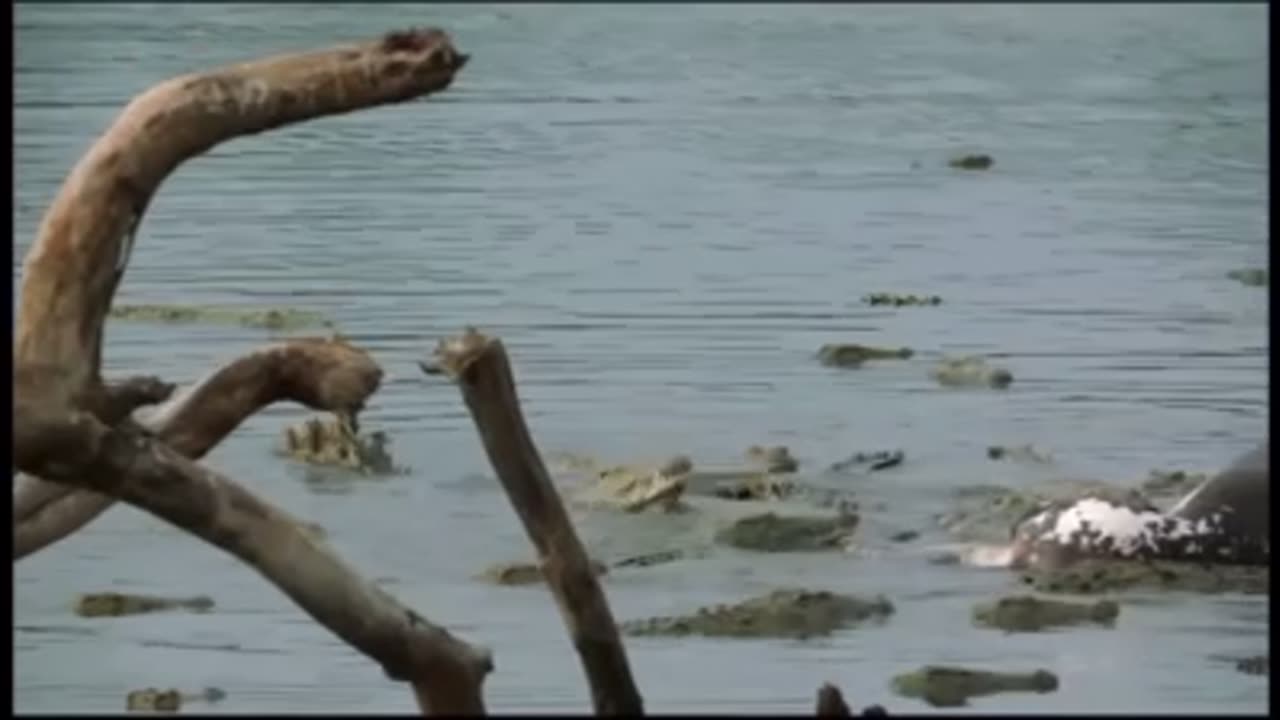 Baby Lion vs crocodile