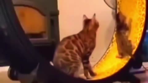 funny cat and video