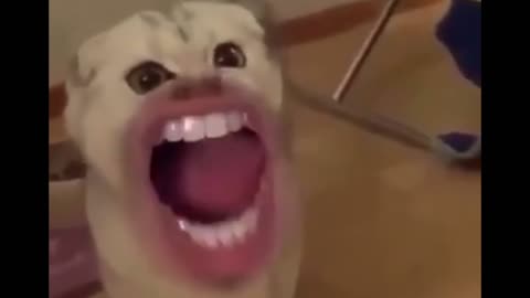 Silly Cats with Human Mouth 👄👄👄👄👄👄😺#catvideo#catsvideo#catvideos