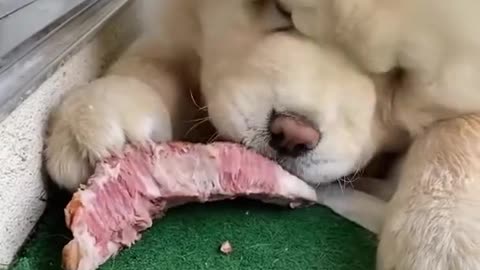 Lindo cachorro