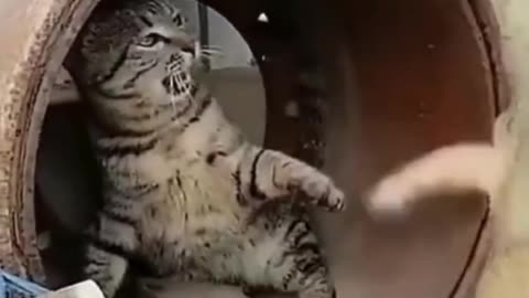 Funny Cats 🤣 videos part 2 #cat #shorts #viral