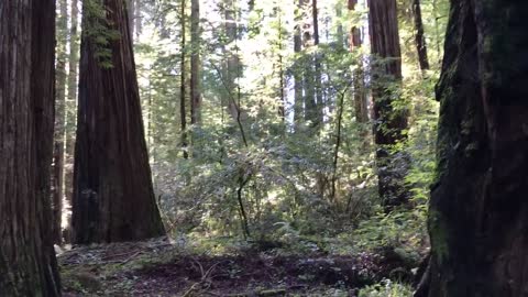 Grandma Tree in Rockefeller forest in Northern California