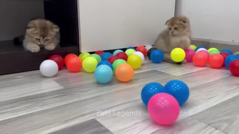 Animals are funny too..