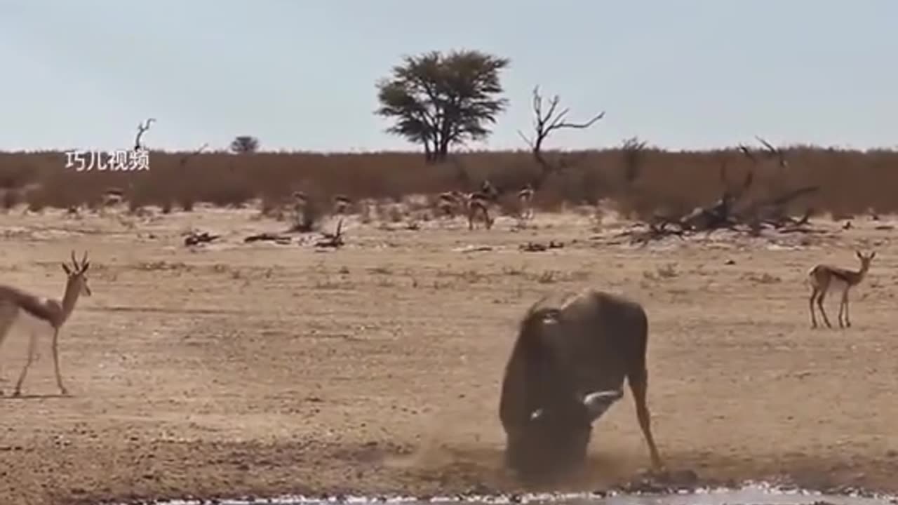 This wildebeest was poisoned by the most venomous snake the king cobra.