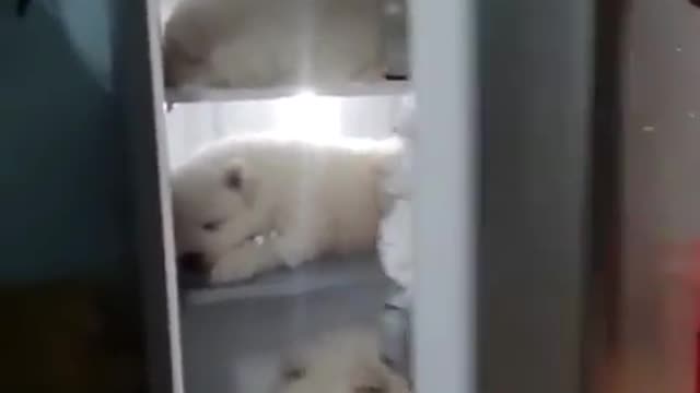 The dog in the fridge