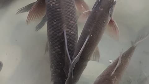 Verry Nice Carp Fish Video l Amazing Katla Rohu Fish Live Video#shorts