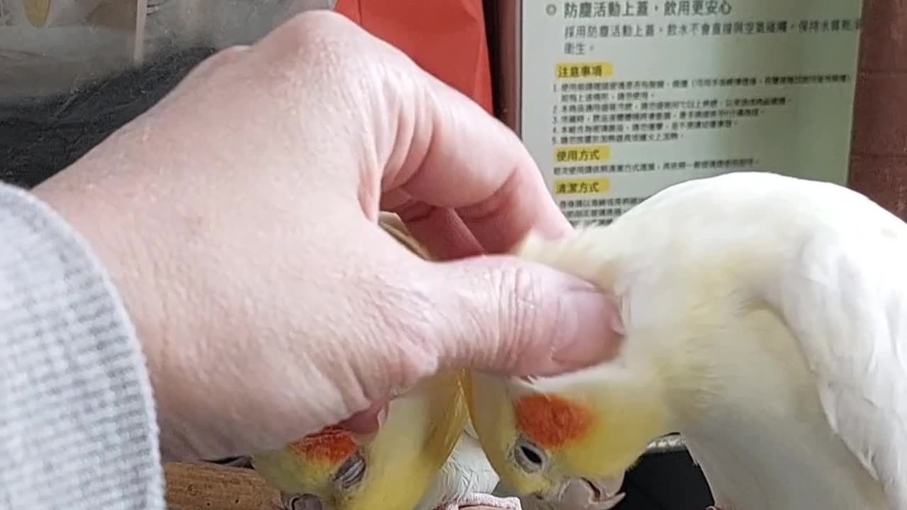 One Cockatiel Feels Left Out