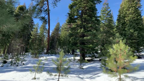 Beautiful Blue Sky – Ochoco National Forest – Bandit Springs Sno-Park – Central Oregon – 4K