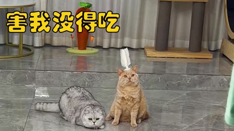 funny cat short videos 2023