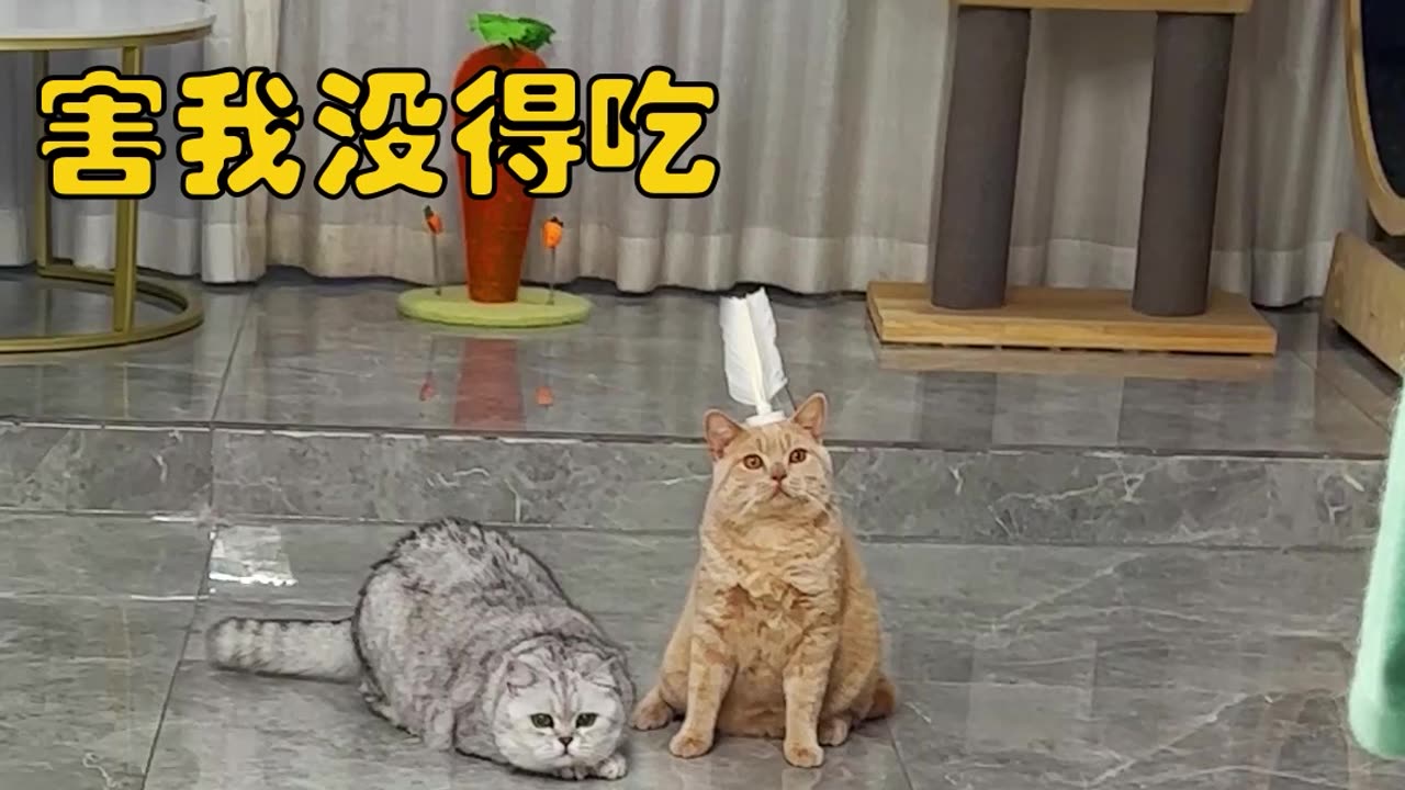 funny cat short videos 2023