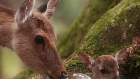 Forestdeer