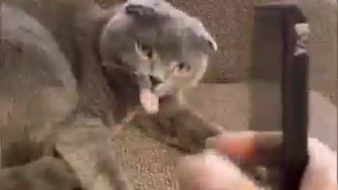 Cat funny videos