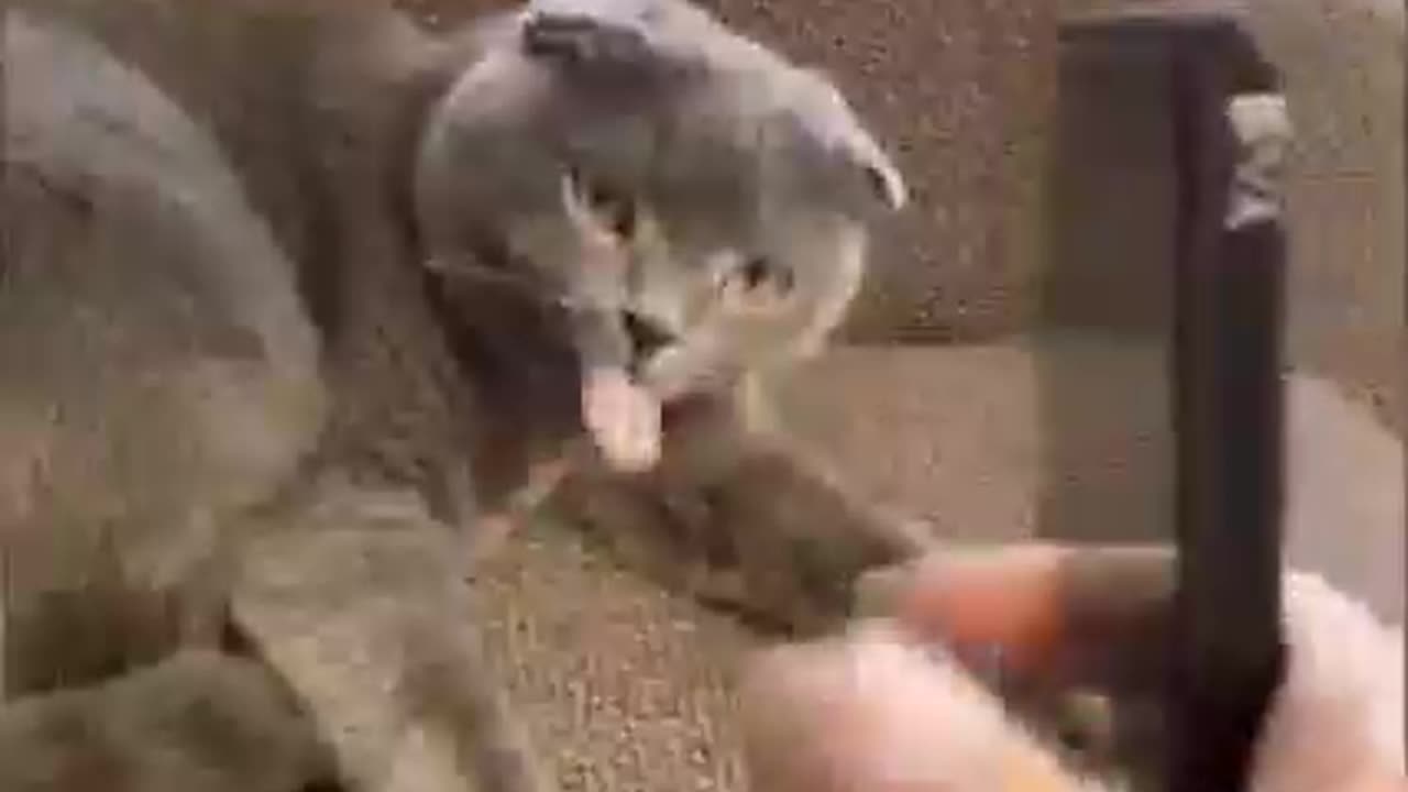 Cat funny videos